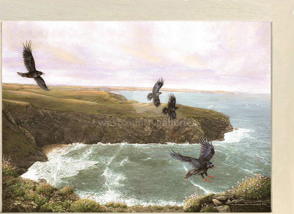 Image of Cornish Sunrise, The Return of the Choughs, Beacon Cove, Cornwall